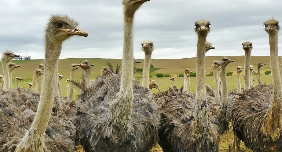 Struisvogels Zuid Afrika groepsrondreis 1